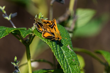 Male and female fiery skipper or Hylephila phyleus mating on a sunny autumn day. It is a butterfly...