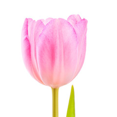 Bright purple tulip on white background