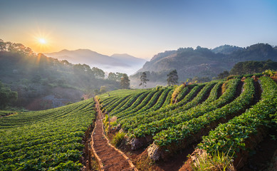 Landscape of Strawberry garden with sunrise at Chiang Mai, Thailand. Misty morning sunrise in...
