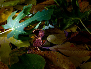 Green fig leaf in the background of fallen and yellowed autumn leaves and chestnut peels. Contrast of youth and old age. - 317034034