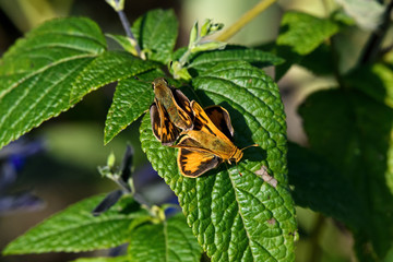 Male and female fiery skipper or Hylephila phyleus mating on a sunny autumn day. It is a butterfly of the family Hesperiidae and is approximately 1 inch long. The males are orange with black spots. 