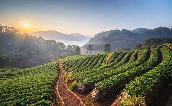 Landscape of Strawberry garden with sunrise at Chiang Mai, Thailand. Misty morning sunrise in strawberry garden