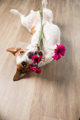 dog with a flower. Valentine's Day. Funny jack russell terrier. Pet at home plays