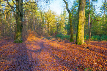 Path in a forest with pines and beeches in sunlight in winter
