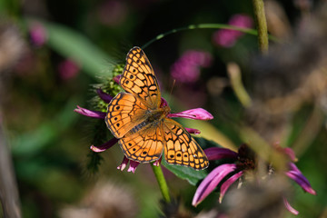 Euptoieta Claudia or variegated fritillary on Echinacea flower. It is a North and South American butterfly in the family Nymphalidae. Echinacea is an herbaceous plant in the daisy family