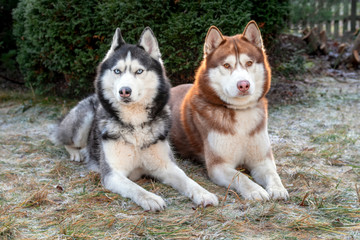 Portrait of two husky dogs lying on the frost-covered grass