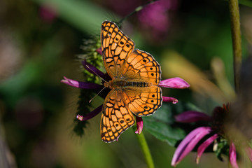 Fototapeta na wymiar Euptoieta Claudia or variegated fritillary on Echinacea flower. It is a North and South American butterfly in the family Nymphalidae. Echinacea is an herbaceous plant in the daisy family