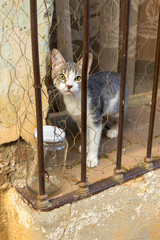 Appealing tabby kitten behind bars Oaxaca Mexico