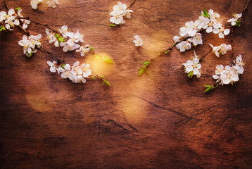 Spring blooming branches on wooden background. White Cherry blossoms top view, copy space
