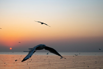Naklejka premium seagulls flying in the
