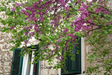 Purple flowers in front of old mediterranean style window. Selective focus.