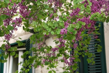 Fototapeta na wymiar Purple flowers in front of old mediterranean style window. Selective focus.