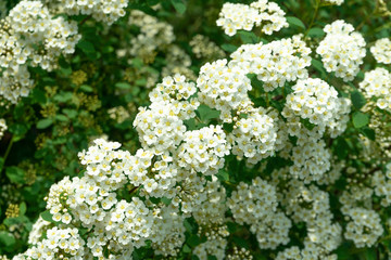 Obraz premium White spirea flower blooming in the garden, beautiful flower blossom.