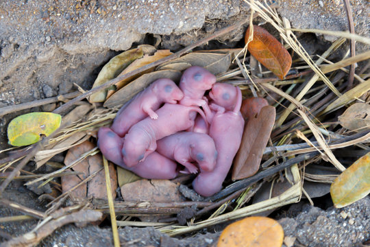  Newborn small rats sleep together in the nest.