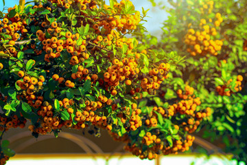 Pyracantha ( firethorn ) attractive orange berries. Gardening. decoration. design. Orange bright berries with sunlight close-up