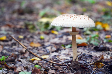 Poisonous inedible mushroom growing in the forest