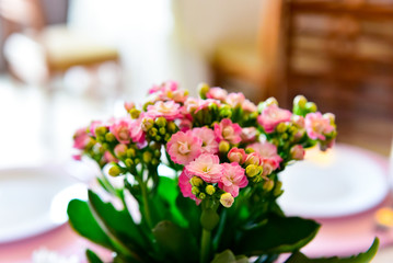 bouquet of flowers, natural flowers, Kalanchoe, flower-of-fortune, coerana, eoirama-branca, herb-da-costa, leaf-of-fortune, coastleaf, mother-of-many, skirt