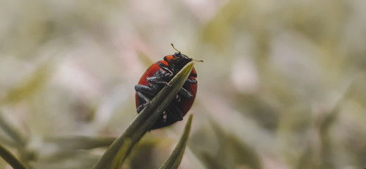 red bug on leaf