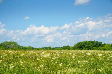 Fototapeta na wymiar Summer meadow with white flowers