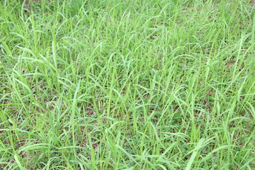 real green grass background 
