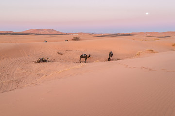Dawn in desert