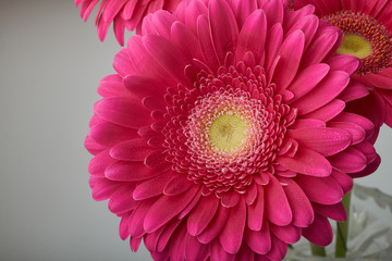 Pink gerbera flower blooming with water drops-close-up Photo details spring time. Valentine's day