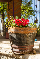 Tropical red flowered plant in a rustic flowerpot