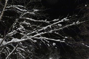 Tree branches in snow on the background of night sky and snowfall