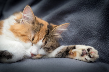 Little tricolor kitten sleeping on gray background