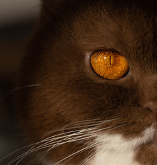 BKH Auge Katzenauge Katze Orange - Macro Nahaufnahme