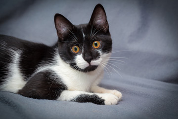 Little black and white kitten on gray background