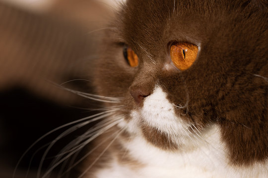 BKH Auge Katzenauge Katze Orange - Macro Nahaufnahme