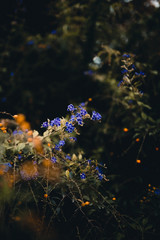 Obraz na płótnie Canvas Colorful Flowers with Bokeh Background