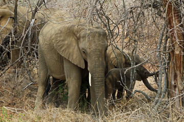 Fototapeta premium Elephants in bushes in Kruger National Park South Africa