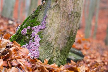 Chondrostereum purpureum