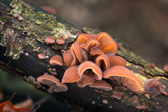 Auricularia auricula-judae