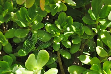 Feuilles vertes et fils d'araignée