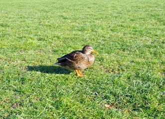 Ente