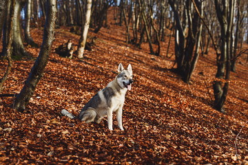 Naklejka na ściany i meble Czechoslovakian wolfdog in beautiful autumn nature. wolfhound.