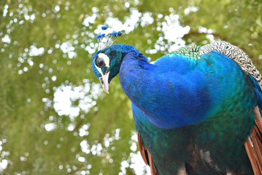 Beautiful Indian peacock pictures