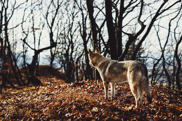 Czechoslovakian wolfdog in beautiful autumn nature. wolfhound.