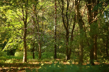 summer park background / nature trees green leaves, abstract background summer view
