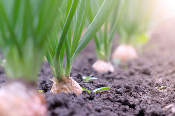 Garden bed with growing onions in farm, gardening and farming concept. Farm homestead with agricultural landings. Plants of vegetables in garden, closeup view.
