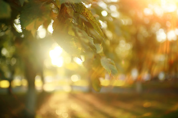 autumn landscape background with yellow leaves / sunny autumn day, the sun's rays at sunset in a...