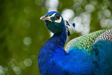 Obraz premium Beautiful Indian peacock pictures