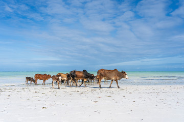 Family of zebu cattle walking along the beach near sea water of Zanzibar island, Tanzania, Africa....