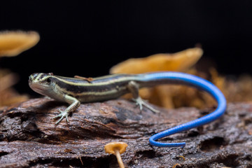 Emoia caeruleocauda, (Blue tailed skink) commonly known as the Pacific bluetail skink, is a species...
