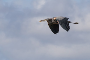 Great Blue Heron in flight