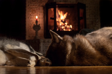 Two dogs sleep by a burning fireplace in a dark room. Rear view at floor level