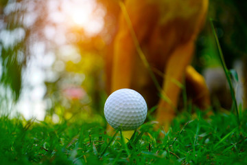 Golf ball on tee in beautiful golf course